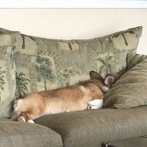 Meet your Posher, Morgan